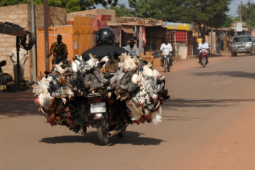 delivery