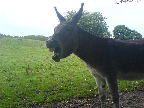 donkey47422069_a2aa900556_z