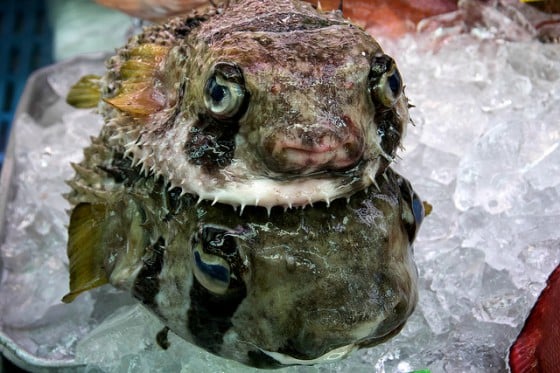 marketing platform - porcupine fish