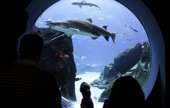 Shark Tank