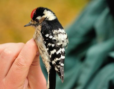 AI Woodpecker Framework